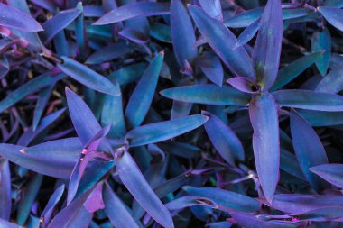 Bitkilerin Arkaplan Doğa Şablonu