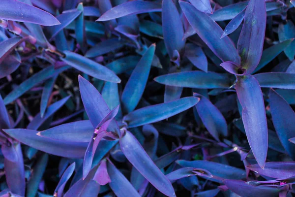 Bitkilerin Arkaplan Doğa Detayları