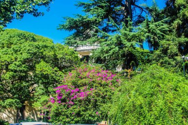 Bahçe Detayları Çiçek Doğası