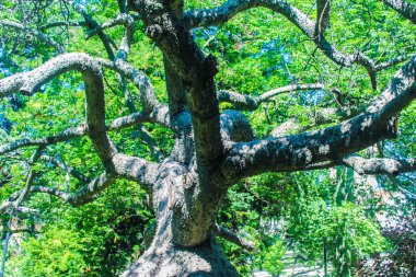 Bahçe Ağacı Detay Doğası