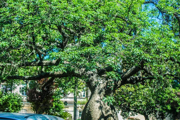 Садові Деталі Дерева Зелений — стокове фото