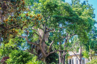 Bahçe Detaylı Doğa Şubeleri