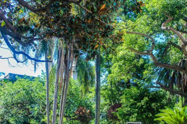 Bahçe Ağacı Ayrıntıları Ağaçlar