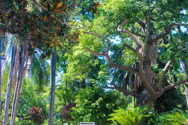 Plantas Detalhe Árvore Jardim — Fotografia de Stock