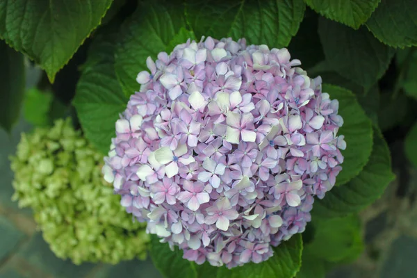 Chrysantemum Detail Garden Flower — Stock Photo, Image