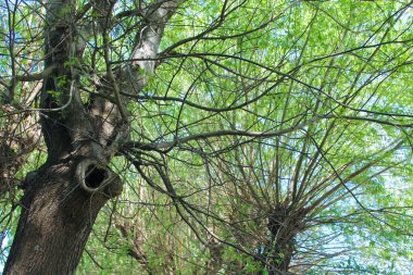 Dışarıdaki Doğa Ağaçları