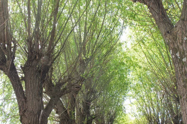 Поверхность Деревьев Природы — стоковое фото