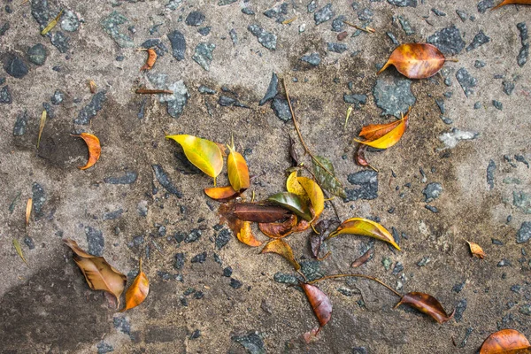 Asphalt Leaves Detail Streets Detail