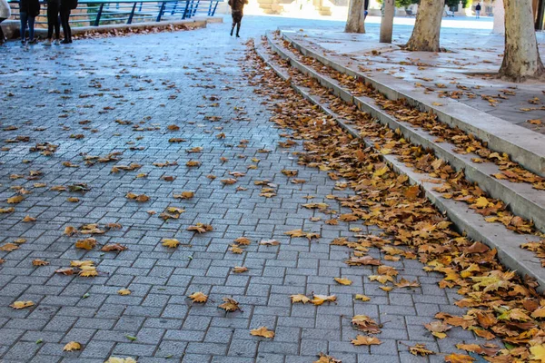 Folhas Calçada — Fotografia de Stock