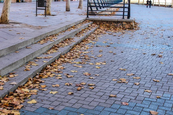 Leaves Sidewalk — Stock Photo, Image