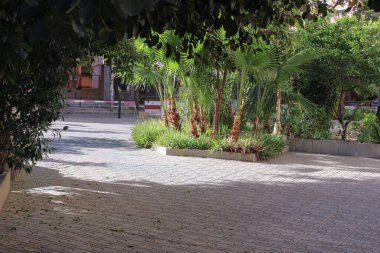 Ağaç Şubesi Detay Doğası