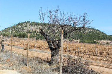 Üzüm bağı peyzajı Doğa