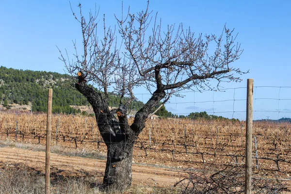 Αμπελώνας Τοπίο Φύση Επιφάνειας — Φωτογραφία Αρχείου