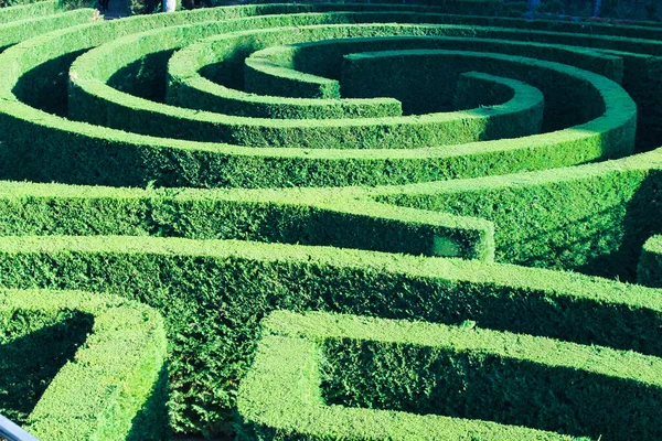 Yeşil Giyimli Labirent Doğası
