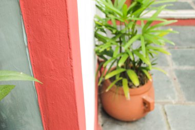 Bitkiler ve Beyaz Duvar