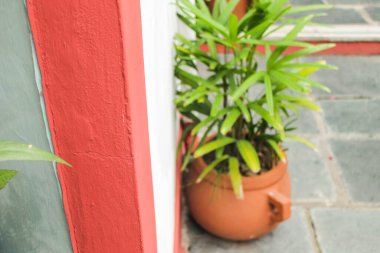 Bitkiler ve Beyaz Duvar