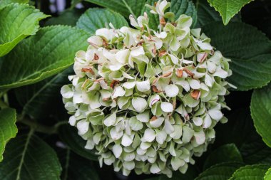 Kasımpatı Doğa Yüzeyi Detayları