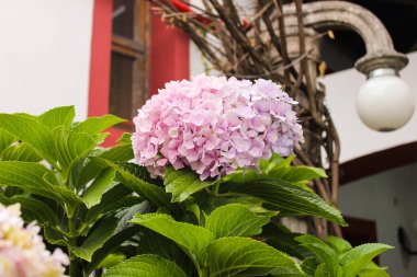 Kasımpatı Doğa Yüzeyi Detayları