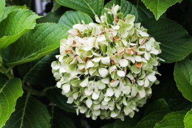 Kasımpatı Doğa Yüzeyi Detayları