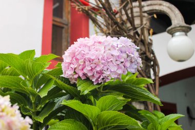 Kasımpatı Doğa Yüzeyi Detayları