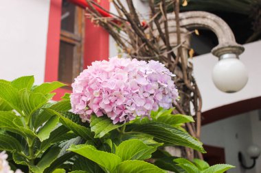 Kasımpatı Doğa Yüzey Bahçesi