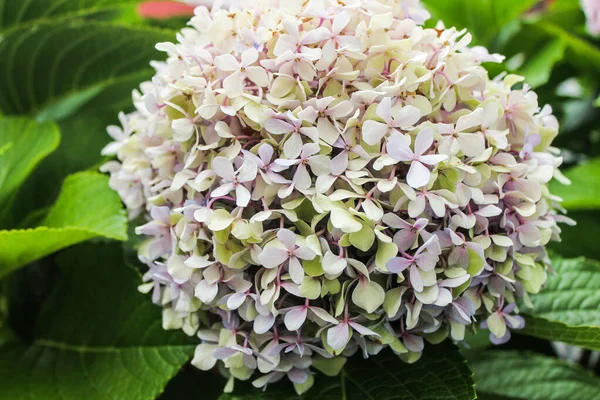 Chryzantemum Natura Powierzchnia Ogród — Zdjęcie stockowe