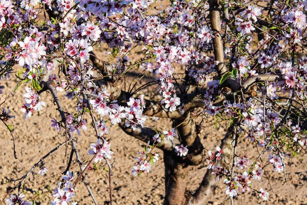 Almendras Árbol Detalle Naturaleza — Foto de Stock