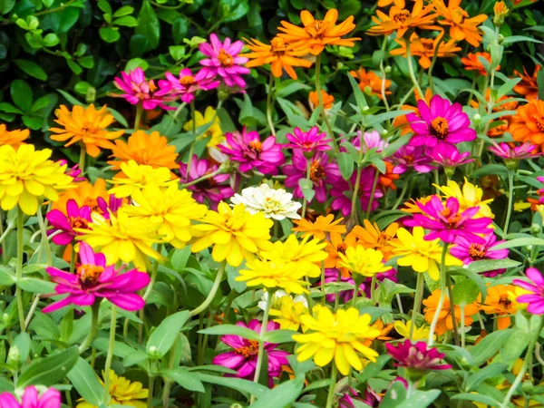 百日草花は成長する最も簡単な花の 1 つ、 — ストック写真