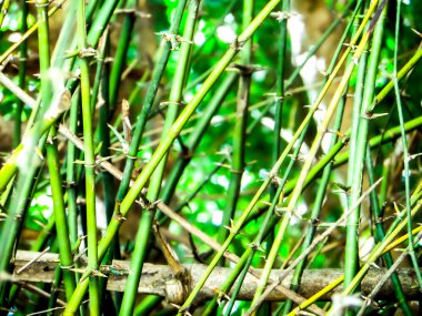Yaz sezonu Yeşil Bambu diken