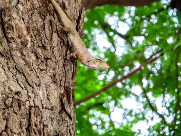 Kulit kadal dan menggantung di pohon dan melihat-lihat daerah — Stok Foto