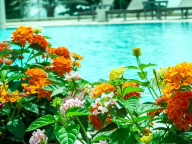 lantana camara mix açık pembe Turuncu Beyaz Eflatun renkli ben