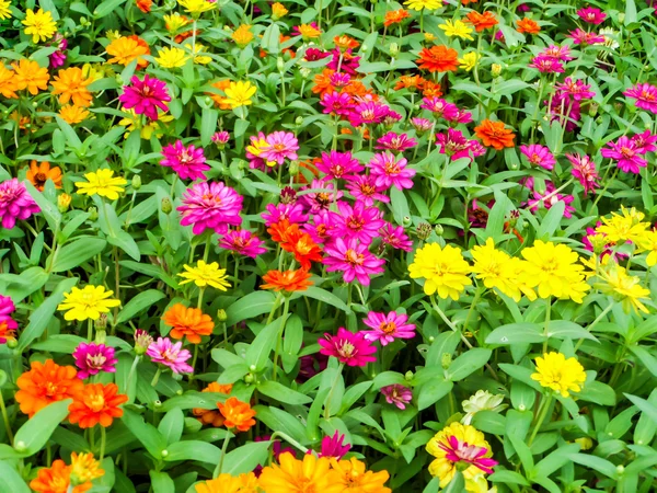 A flor zinnia é uma das flores mais fáceis de crescer no — Fotografia de Stock