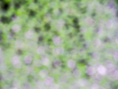 bulanıklık ve yeşil su fern bokeh 