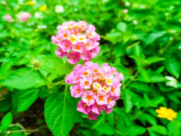 Lantana kolorowy kwiat w ogrodzie ma zielony liść — Zdjęcie stockowe