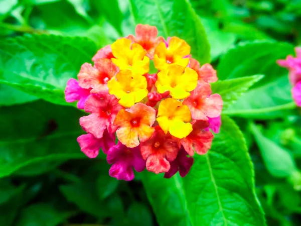Lantana mix hafif pembe pembe sarı su damlası çiçek