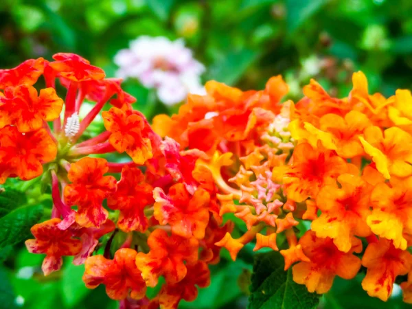Lantana röd orange gul färgglada ton skönhet blomma — Stockfoto