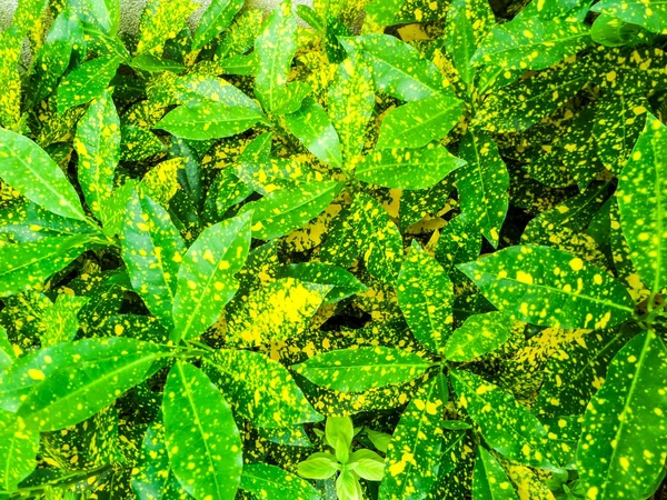 Croton, Codiaeum variegatium (L.) Blume, is plant to decor in gar — стоковое фото