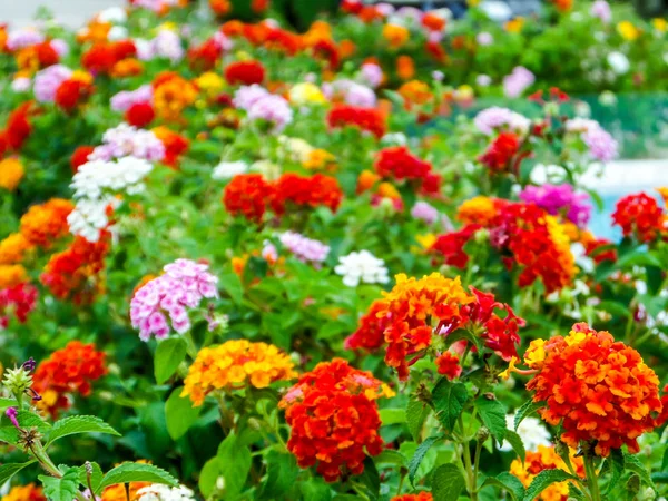 Lantana flores de beleza tom colorido no jardim — Fotografia de Stock