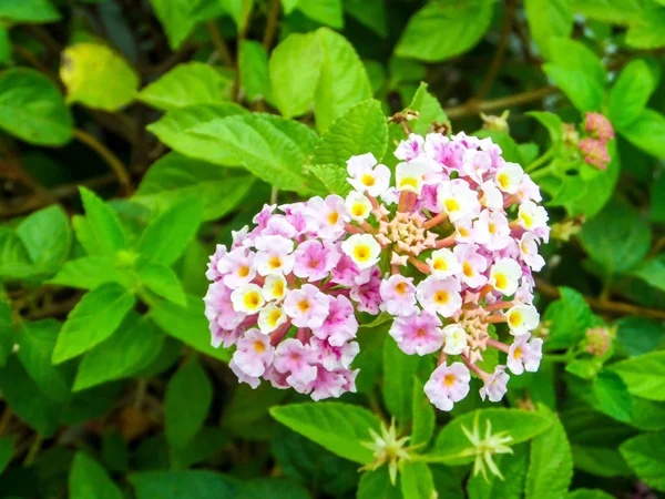 Lantana πολύχρωμο ροζ λευκό κίτρινο τόνο ομορφιάς λουλούδι — Φωτογραφία Αρχείου