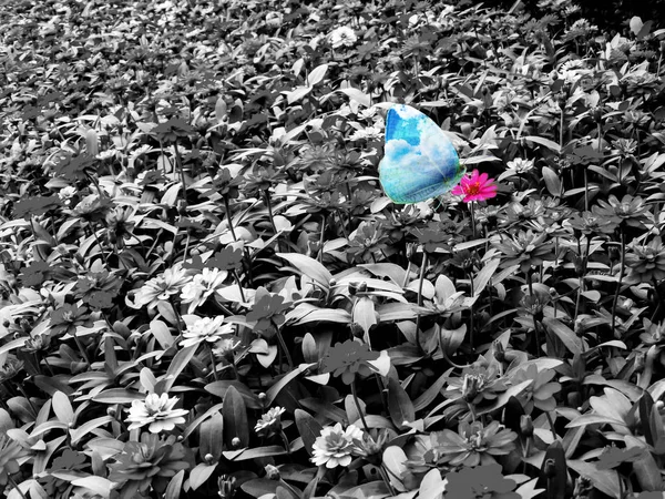 Double exposure of butterfly sky wing and last zinnia flower blo