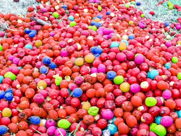 Regenbogenpalme Samen bunte Tropfen auf Garten — Stockfoto