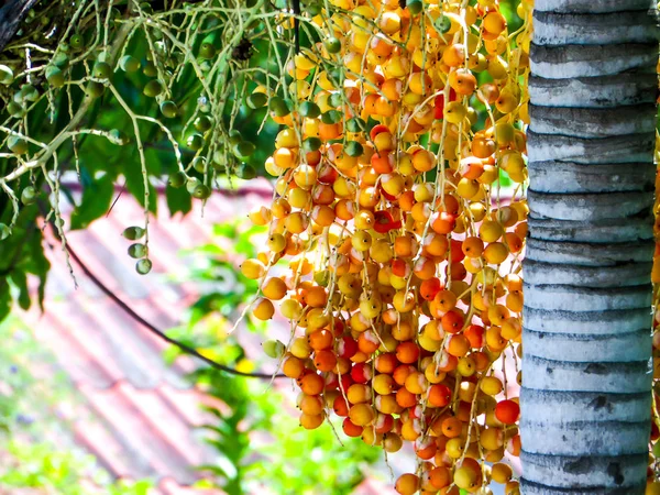 Färgglada i palmträdet när de är mogna — Stockfoto