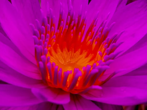 pink bloom lotus flower garden in the morning