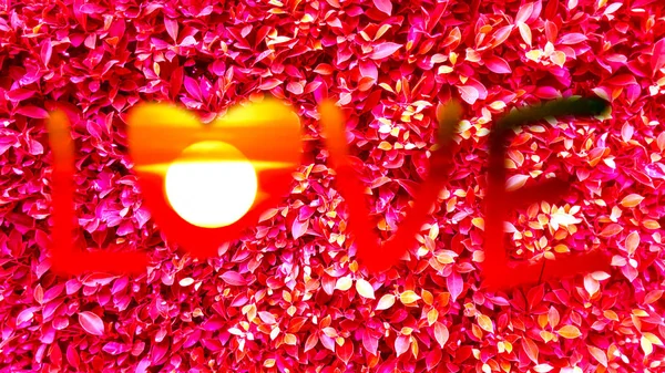 Love text art draw and red leaves sunset — Stock Photo, Image