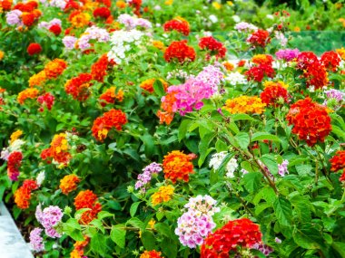 Lantana renkli sesi güzellik çiçek bahçesinde
