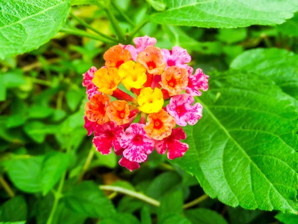 Lantana mix bunte schönheit magenta gelb rosa blume blühen — Stockfoto