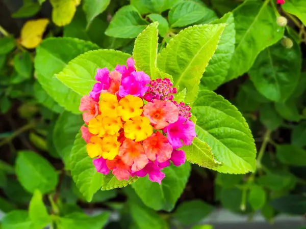 Lantana magenta gul färgglada ton skönhet blomma — Stockfoto