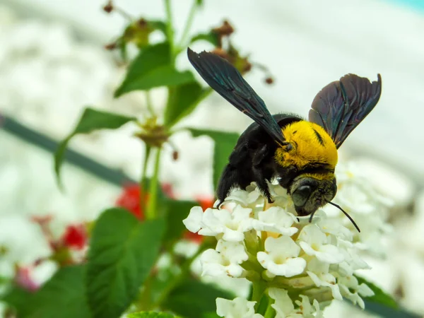 Hummeln finden Süßes von Lantana-Blume — Stockfoto