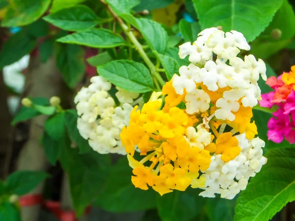Lantana färgglada vit gul ton skönhet blomma — Stockfoto