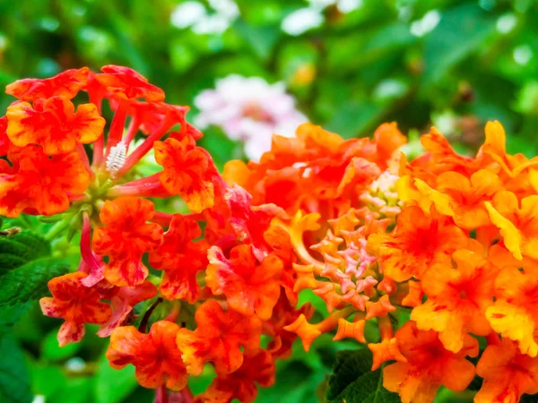 Lantana vermelho laranja amarelo colorido tom beleza flor — Fotografia de Stock